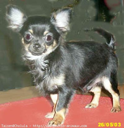 Photo de Chihuahua  poil court