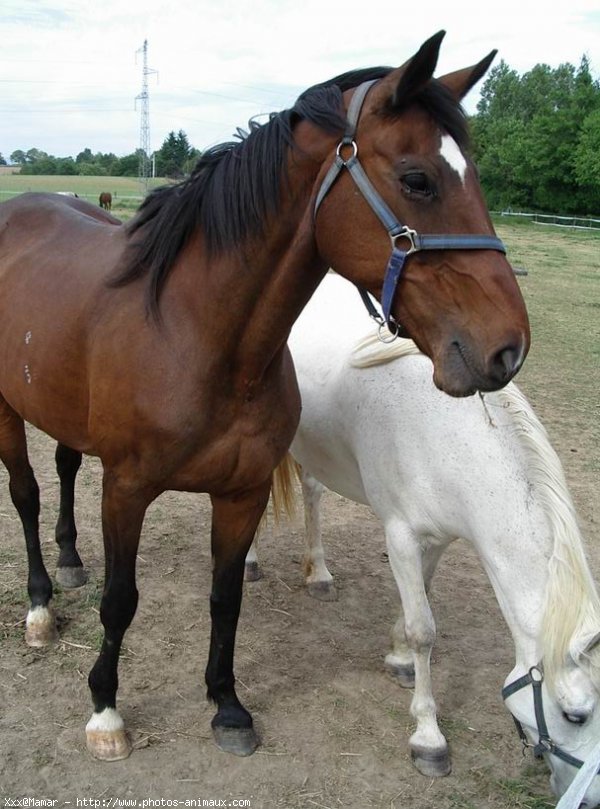 Photo de Races diffrentes