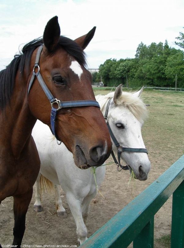 Photo de Races diffrentes