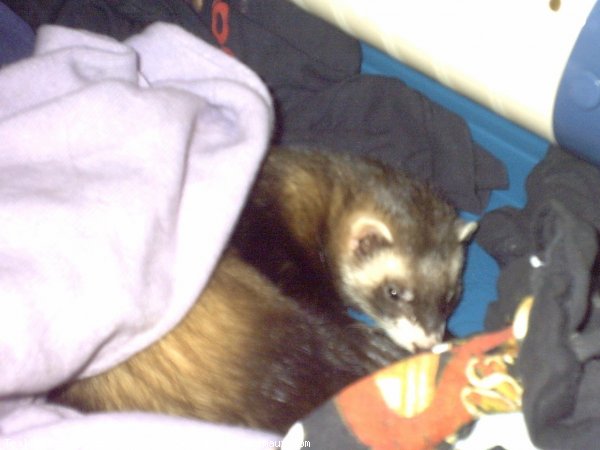 Photo de Furet