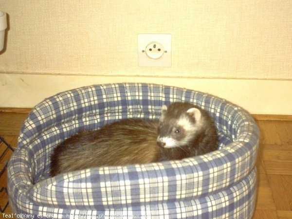 Photo de Furet