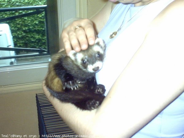 Photo de Furet