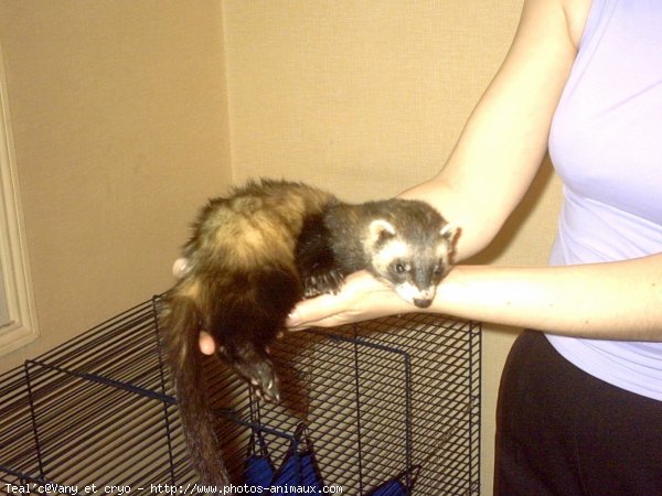 Photo de Furet