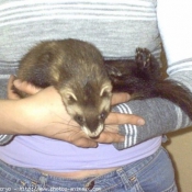 Photo de Furet