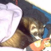 Photo de Furet