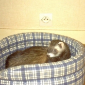 Photo de Furet