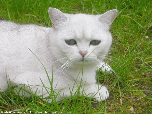 Photo de British shorthair