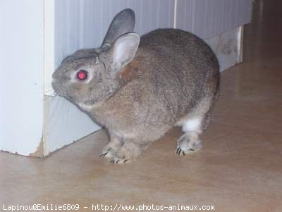 Photo de Lapin