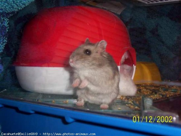 Photo de Hamster