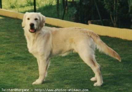 Photo de Golden retriever