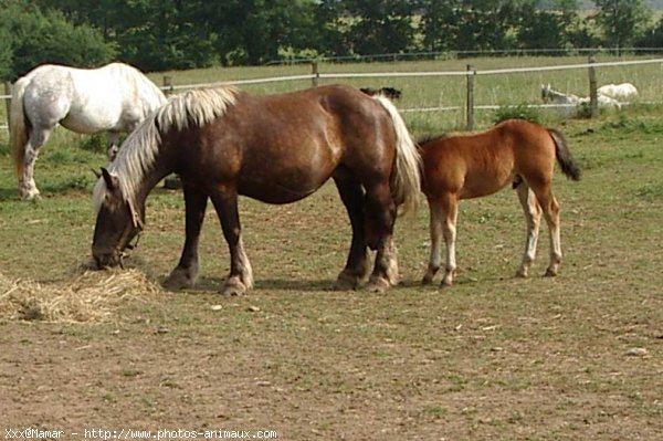 Photo de Races diffrentes