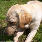 Photo de Labrador retriever