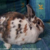 Photo de Lapin