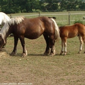 Photo de Races diffrentes