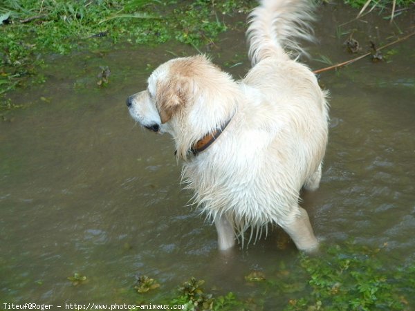 Photo de Golden retriever