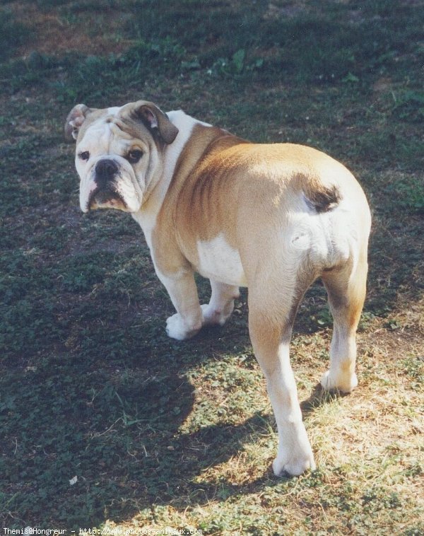 Photo de Bulldog