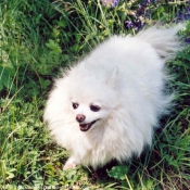 Photo de Spitz moyen