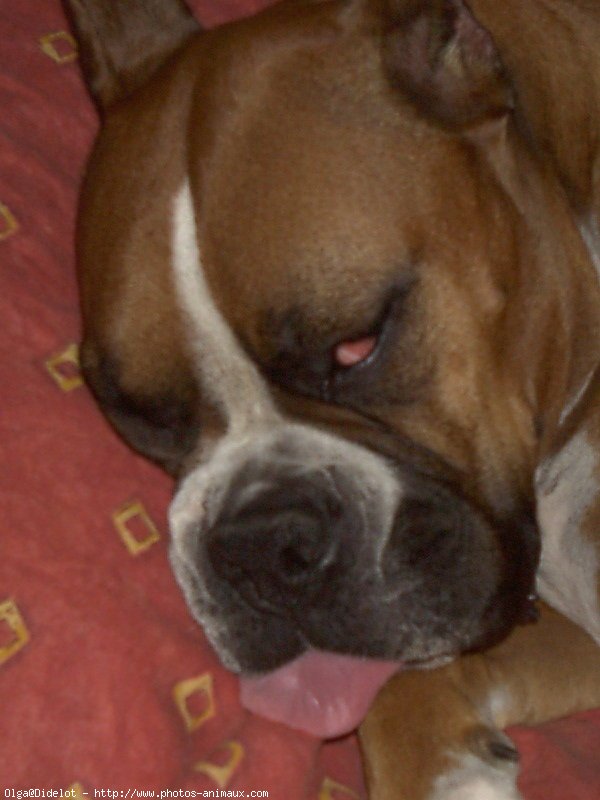 Photo de Boxer