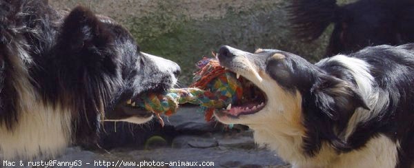 Photo de Border collie