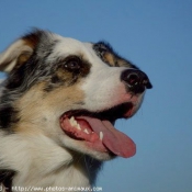 Photo de Border collie