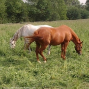 Photo de Races diffrentes