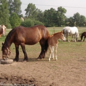 Photo de Races diffrentes