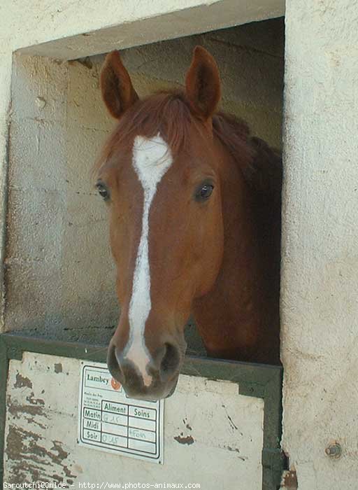 Photo de Poney franais de selle