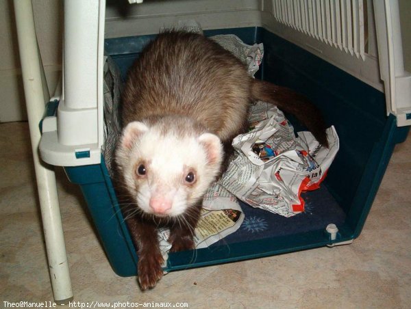 Photo de Furet