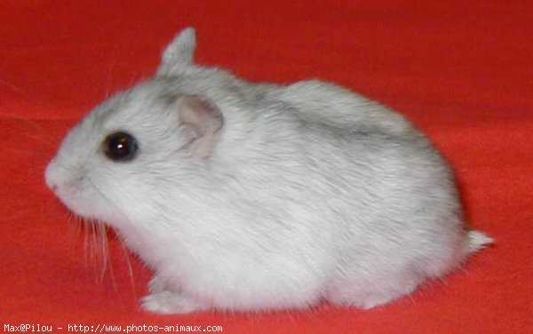 Photo de Hamster