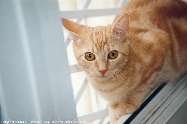 Photo de Chat domestique