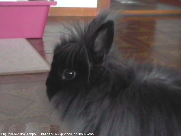 Photo de Lapin