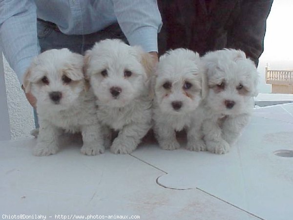 Photo de Coton de tulear