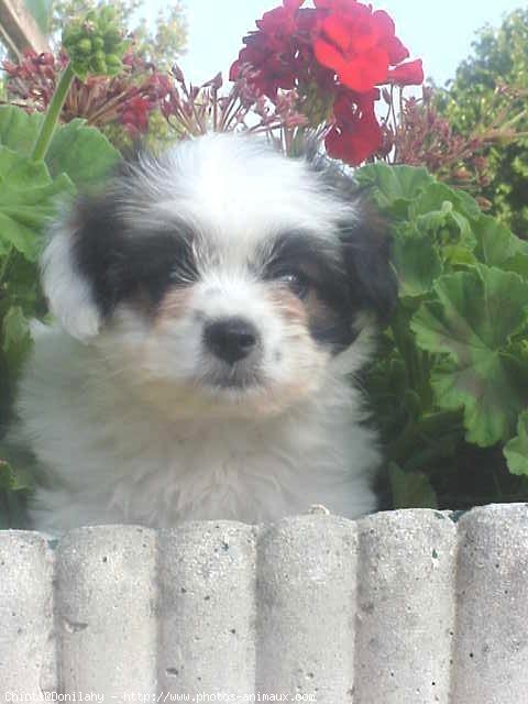 Photo de Coton de tulear