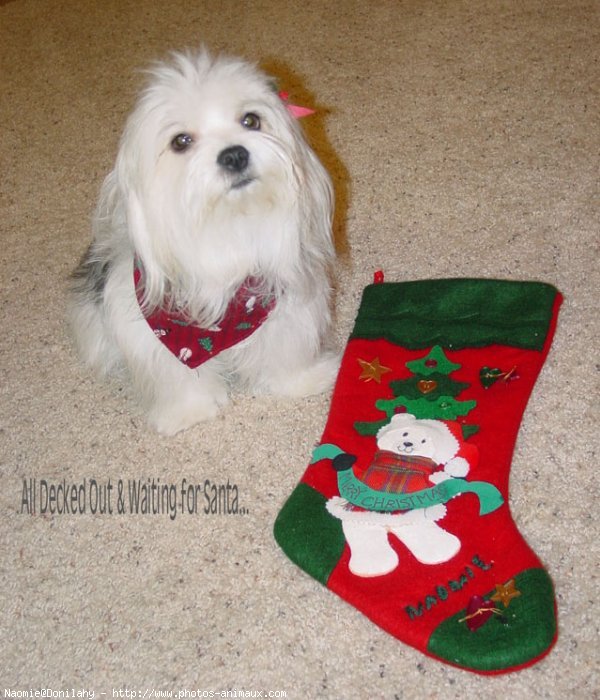 Photo de Coton de tulear