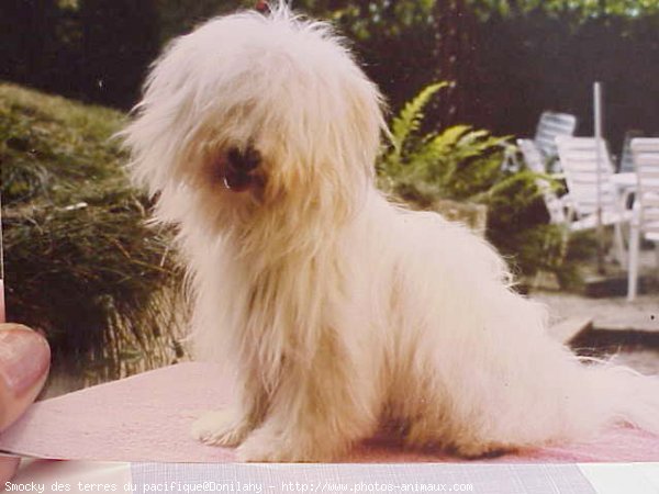 Photo de Coton de tulear