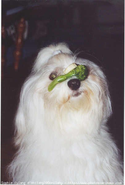 Photo de Coton de tulear