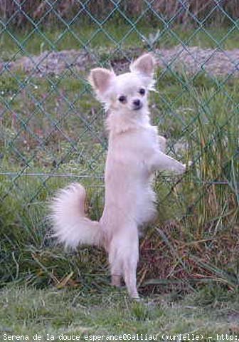 Photo de Chihuahua  poil court