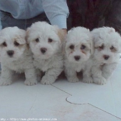 Photo de Coton de tulear