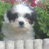 Photo de Coton de tulear