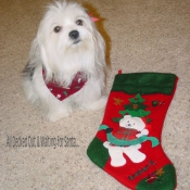 Photo de Coton de tulear