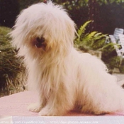 Photo de Coton de tulear