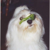 Photo de Coton de tulear