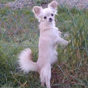 Photo de Chihuahua  poil court