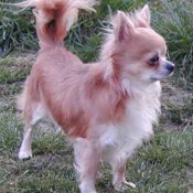 Photo de Chihuahua  poil court