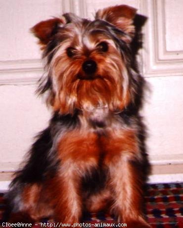 Photo de Yorkshire terrier