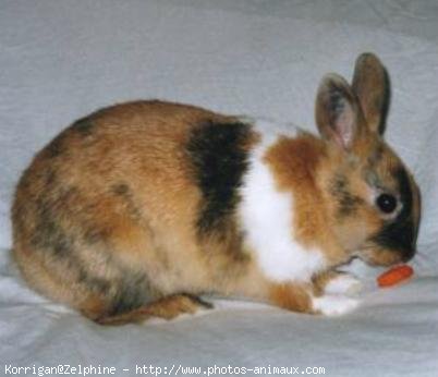 Photo de Lapin