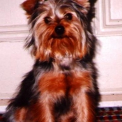 Photo de Yorkshire terrier