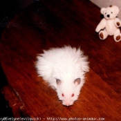 Photo de Hamster