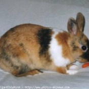 Photo de Lapin