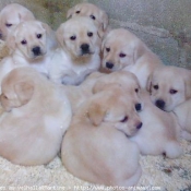 Photo de Labrador retriever